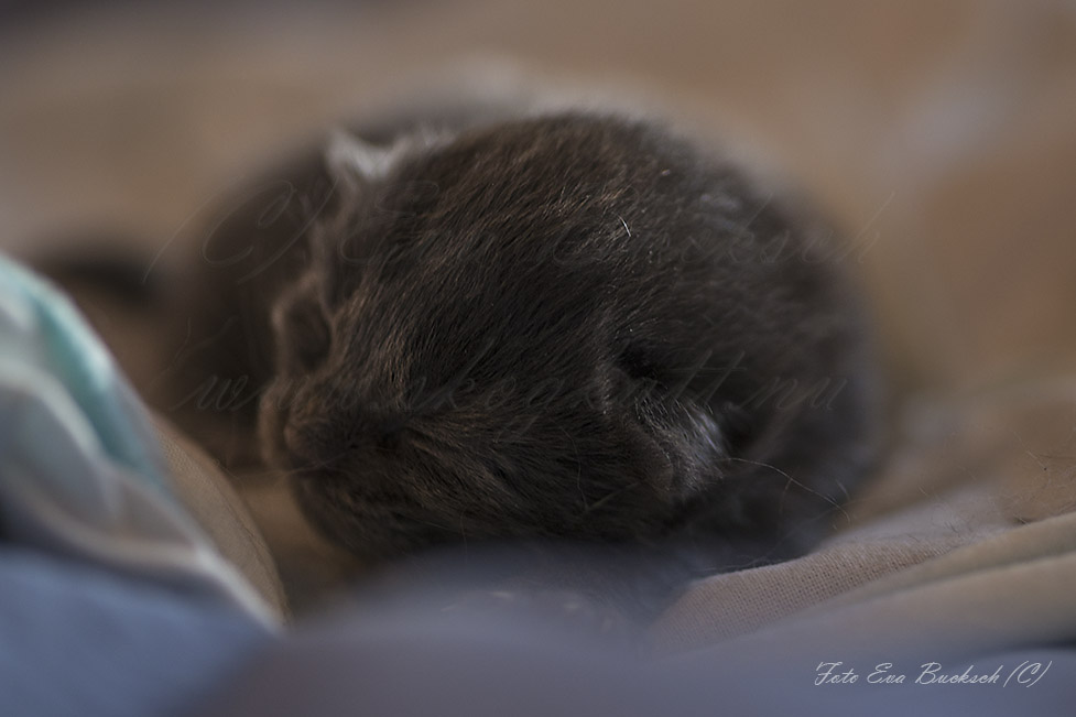 Huldrelandets norska skogkatter - foto av Eva Bucksch